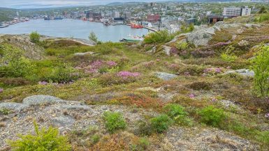 a view of St. John's from the North Head Trail of Signal Hill