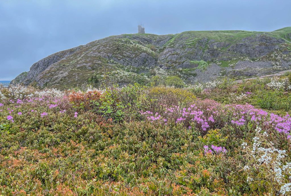 View of Cabot Tower from the trail