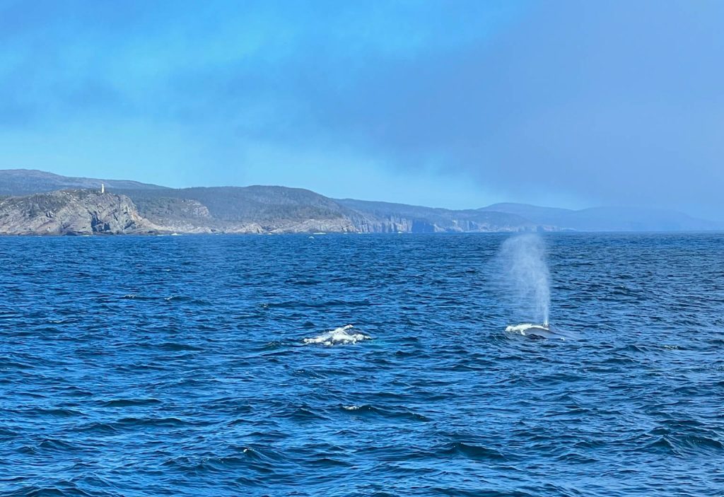 Whale spotting in the Witless Bay Ecological Reserve