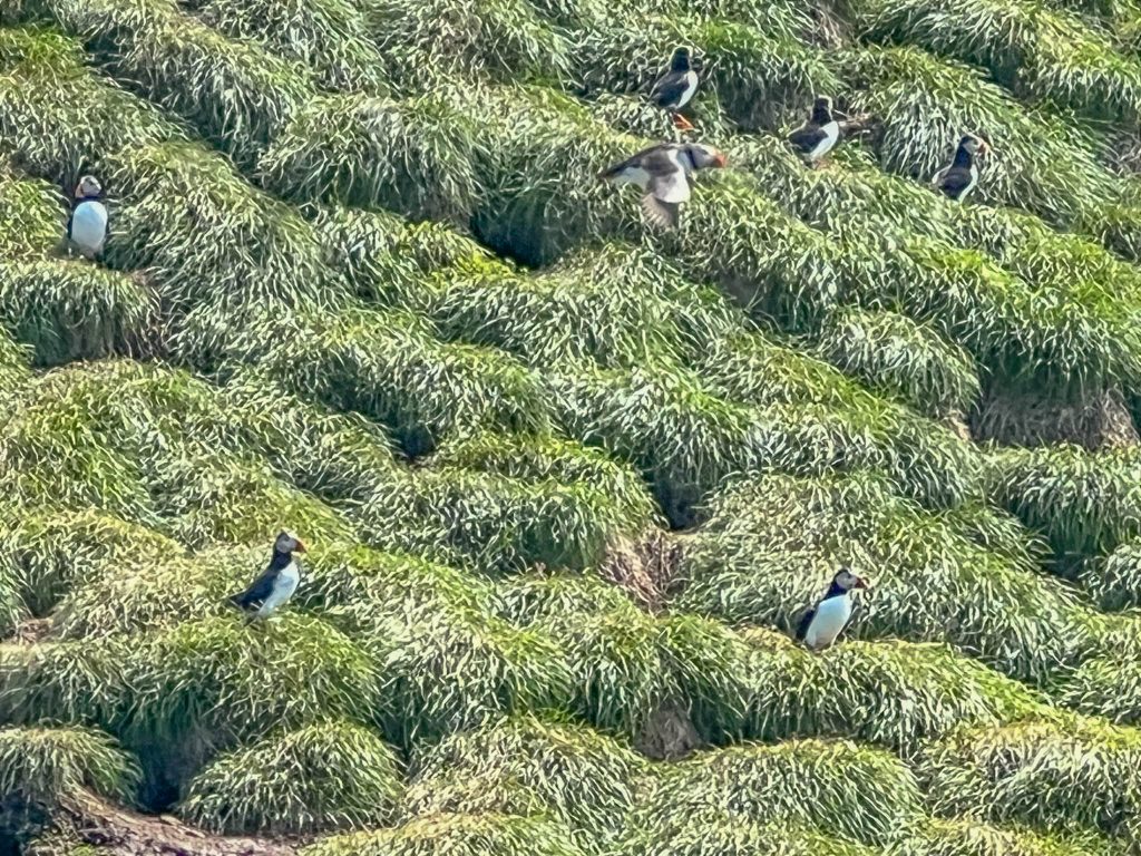 Puffins at the Witless Bay Ecological Reserve