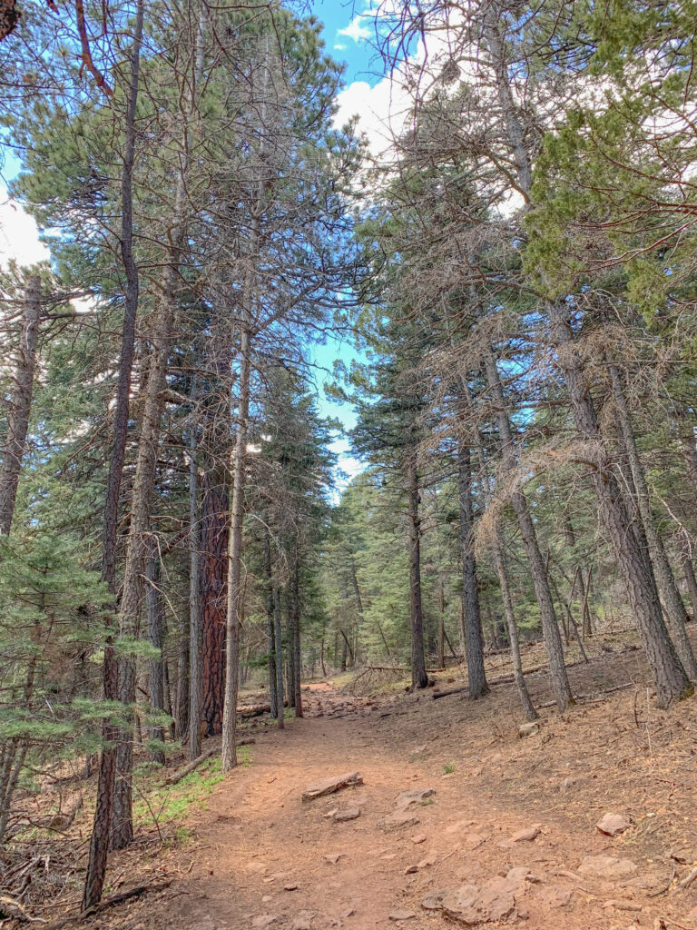 Tree Spring is a well-marked trail