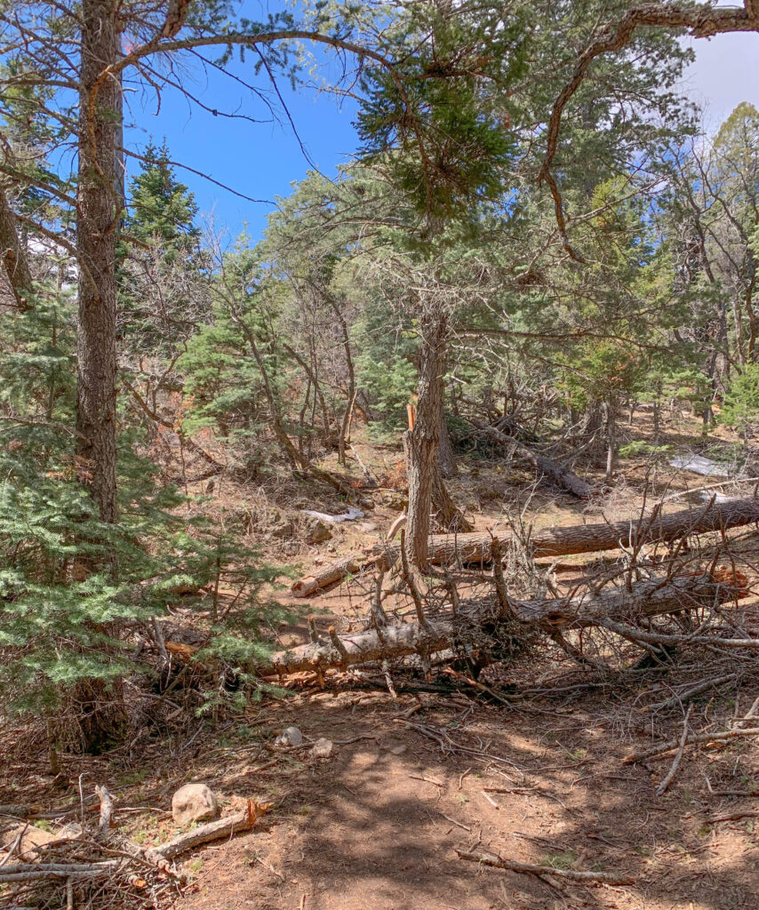 Downed trees sometimes block the trail