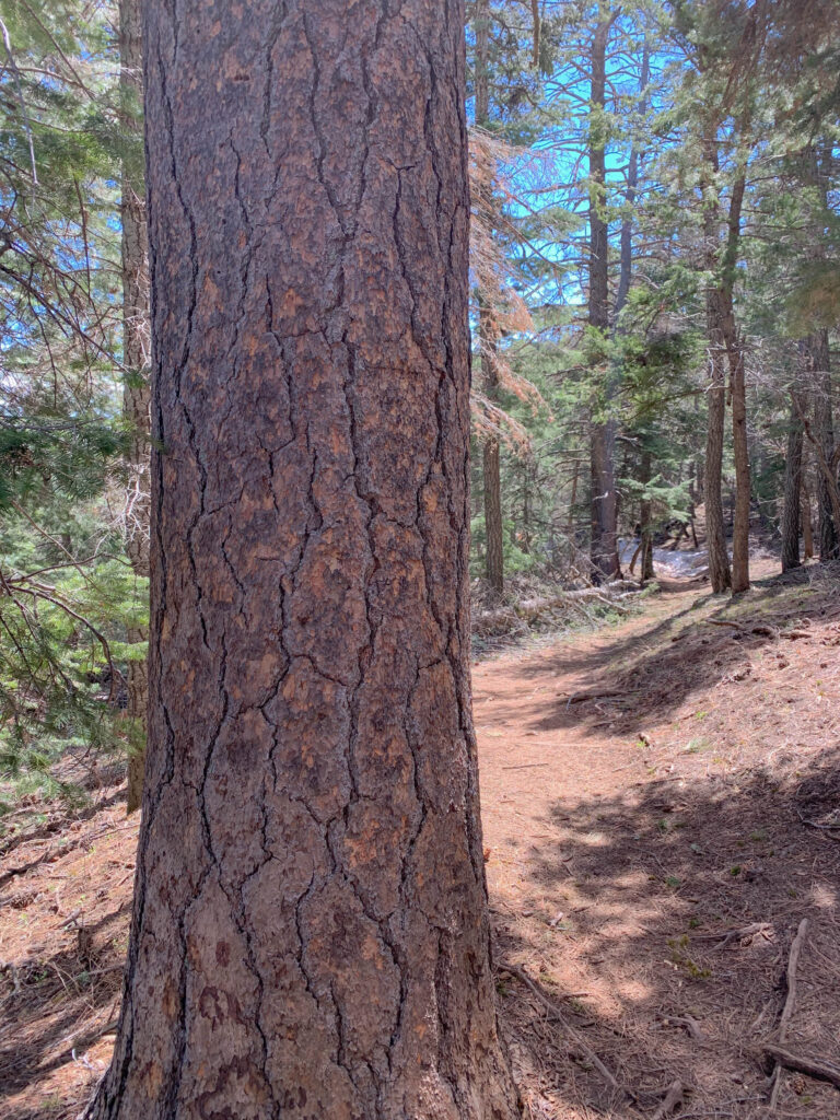 Ponderosa Pine ... the bark smells like vanilla