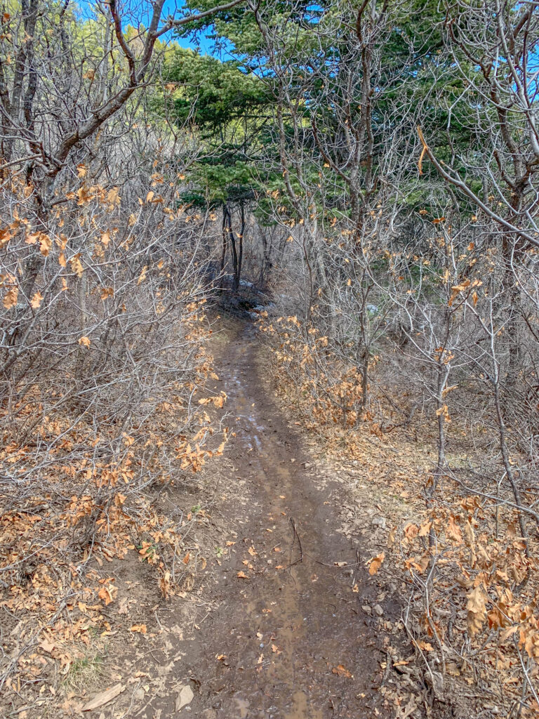 Trail can be muddy towards the top