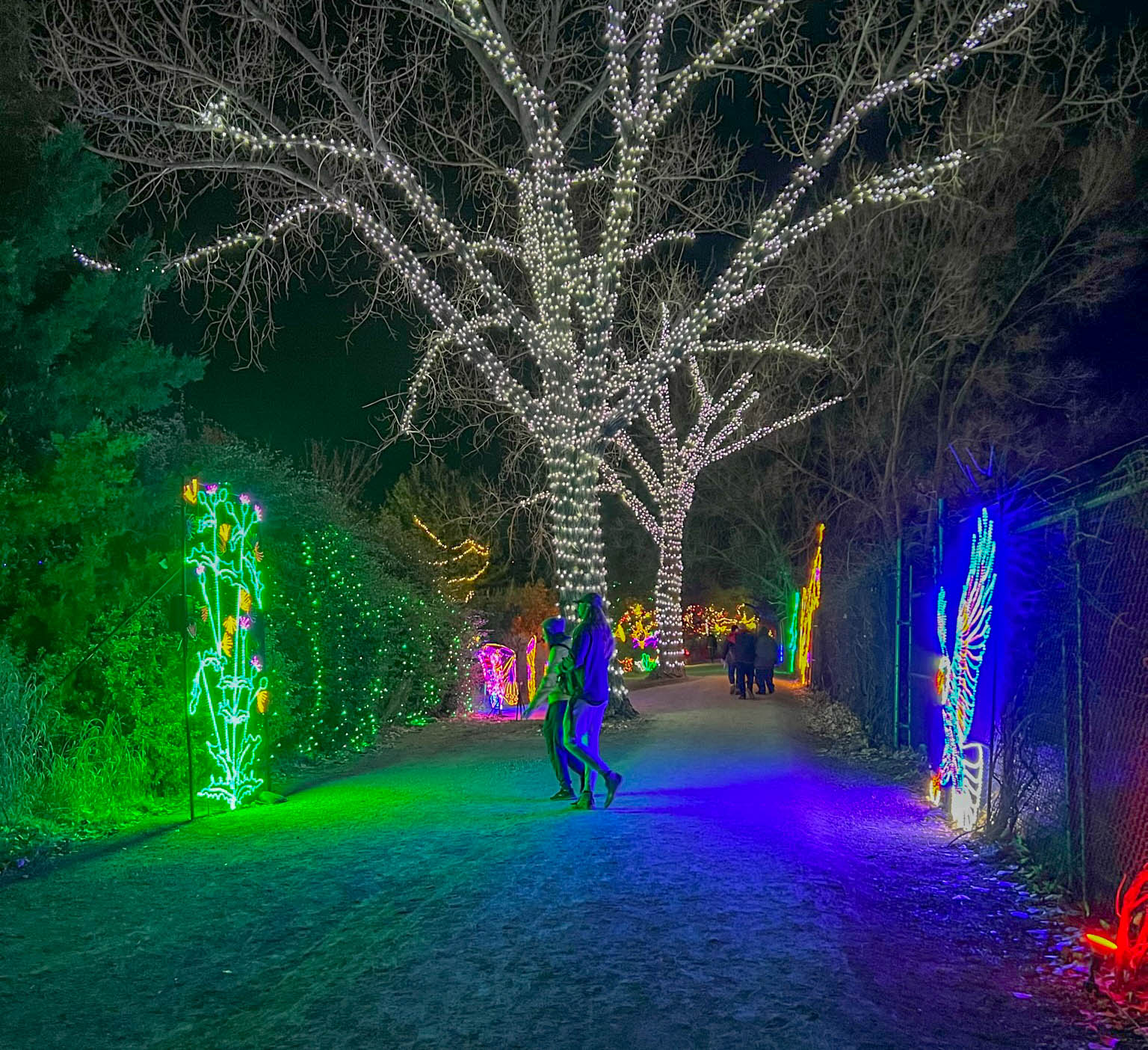 Experience the River of Lights Holiday Display at the ABQ BioPark in