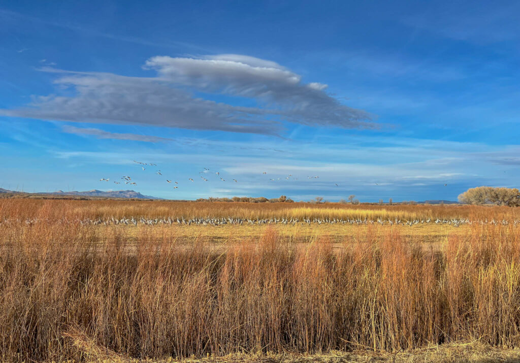 Sandhill Cranes at the Bosque del Apache National Wildlife Refuge in San Antonio, New Mexico