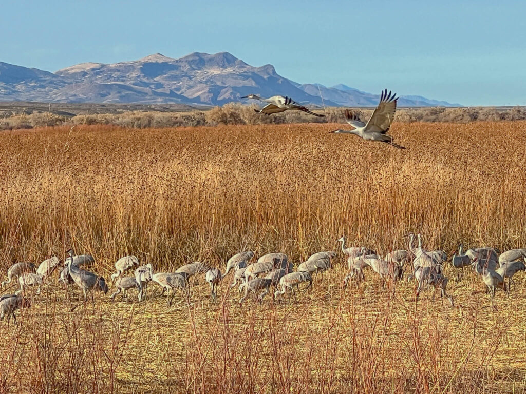 Two sandhill cranes takeoff at the Bosque del Apache National Wildlife Refuge in San Antonio, New Mexico