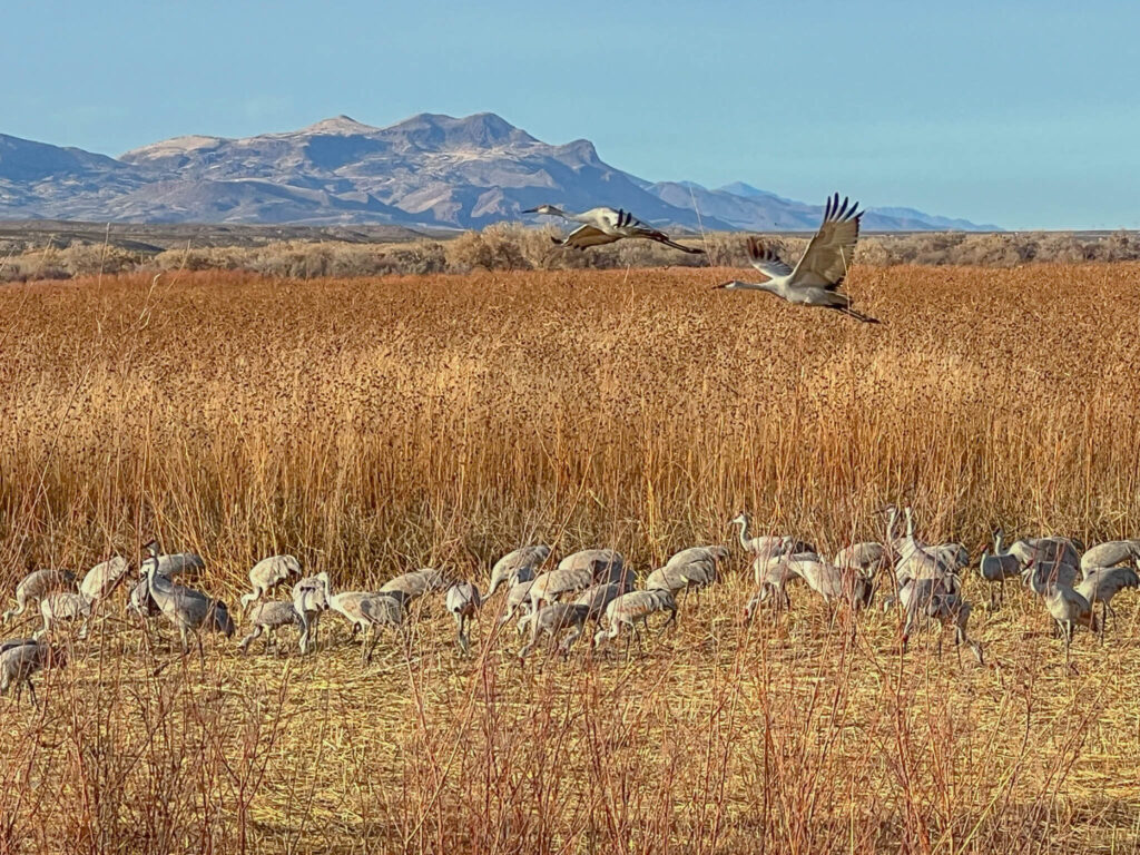 Two sandhill cranes takeoff at the Bosque del Apache National Wildlife Refuge in San Antonio, New Mexico.  Bosque del Apache NWR is the #1 hotspot for birding in New Mexico.