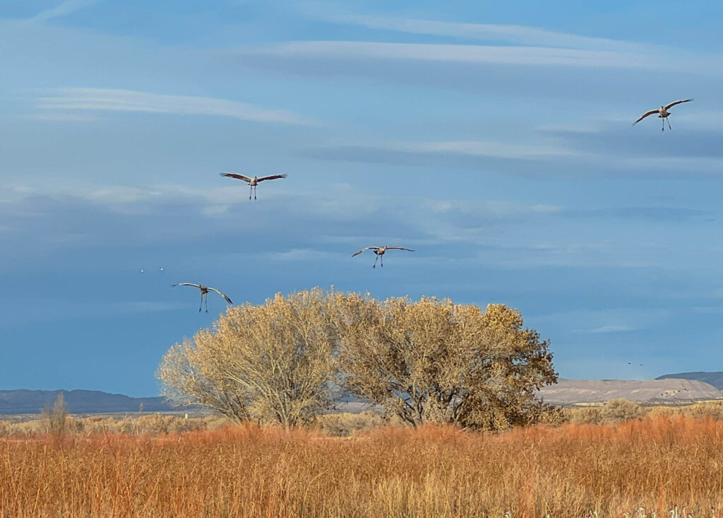 Four sandhill cranes looking goofy as they come in for a landing