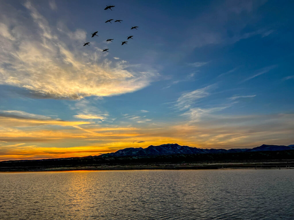 Sandhill cranes during sunset at the Bosque del Apache National Wildlife Refuge