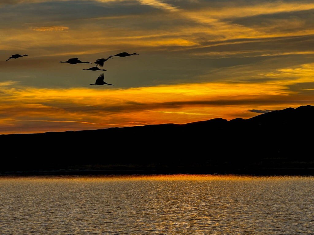 Sandhill cranes during sunset at the Bosque del Apache National Wildlife Refuge