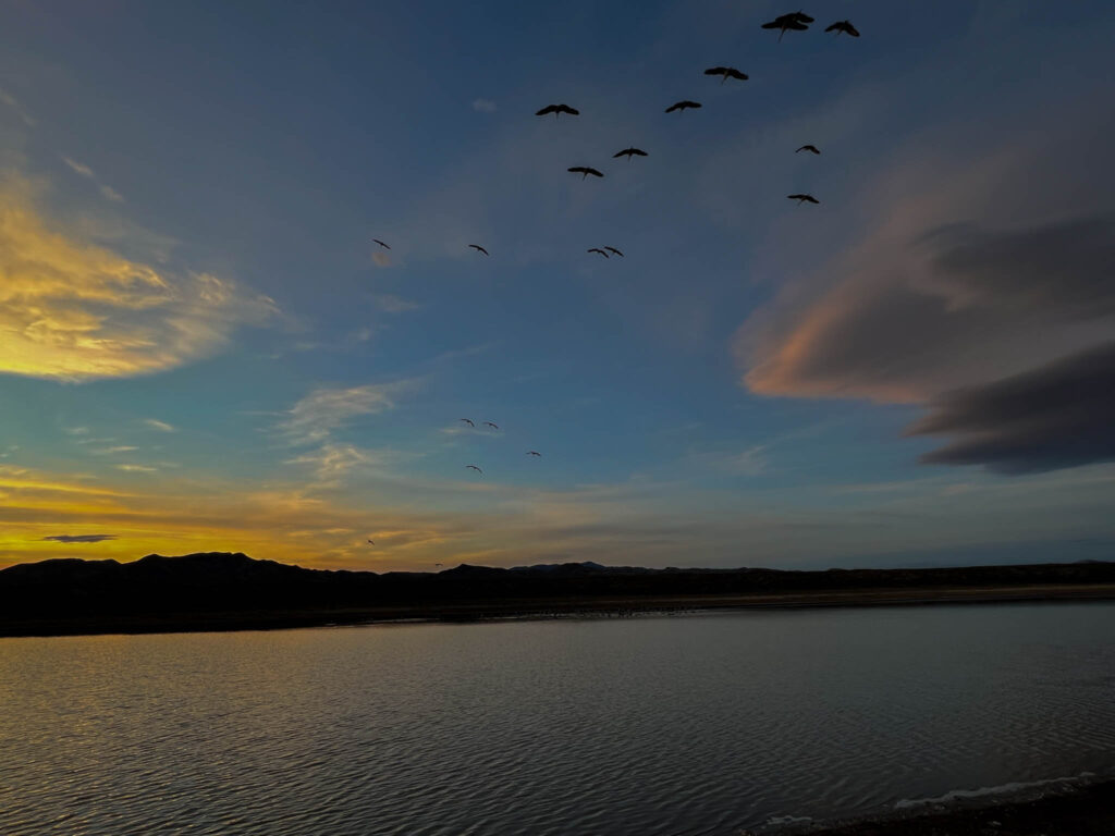 Sandhill cranes during sunset at the Bosque del Apache National Wildlife Refuge