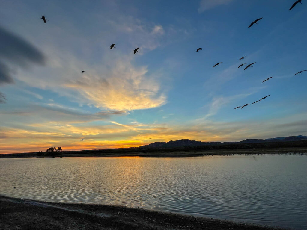 Sandhill cranes during sunset at the Bosque del Apache National Wildlife Refuge