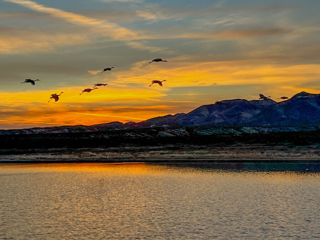 Sandhill cranes during sunset at the Bosque del Apache National Wildlife Refuge