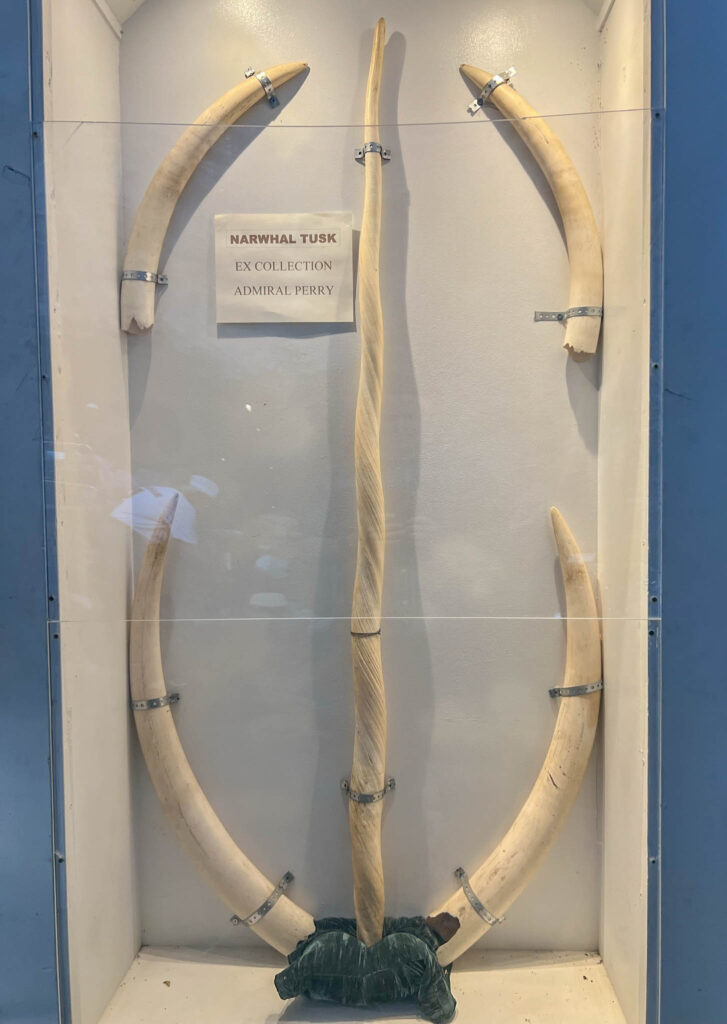 A narwhal tusk because, why not!?