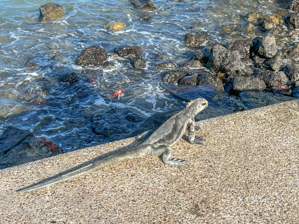 Marine Iguana and Sally Lightfoot Crab in the background