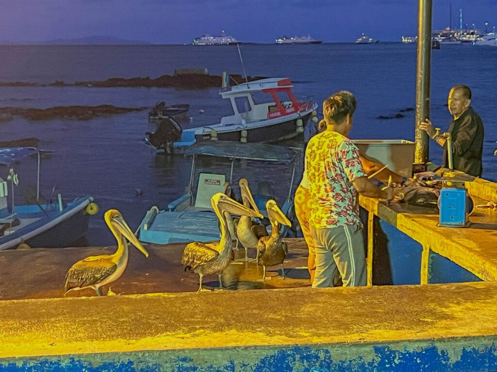 Pelicans wait for their chance to get a handout