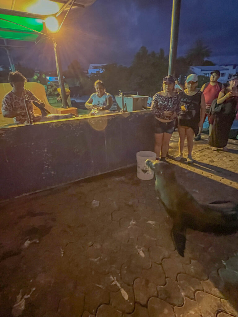 Elephant seal waiting for food