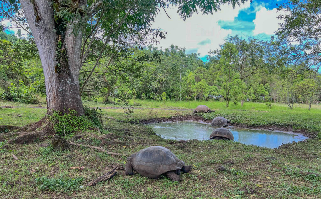 Giant Tortoise