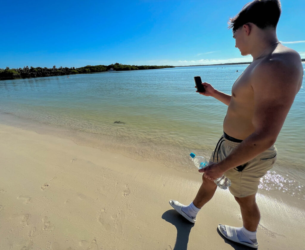 Baby hammerhead shark in the water at Tortuga Bay Beach