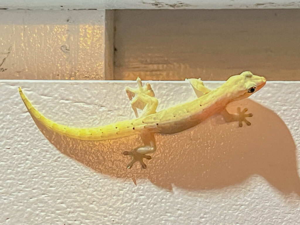 Close up of a mourning gecko