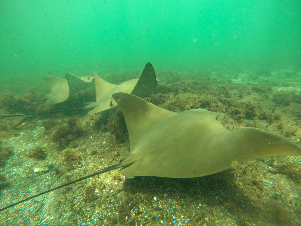 Manta Rays