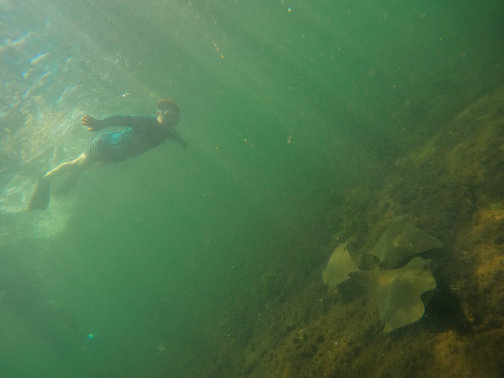 Swimming above some manta rays