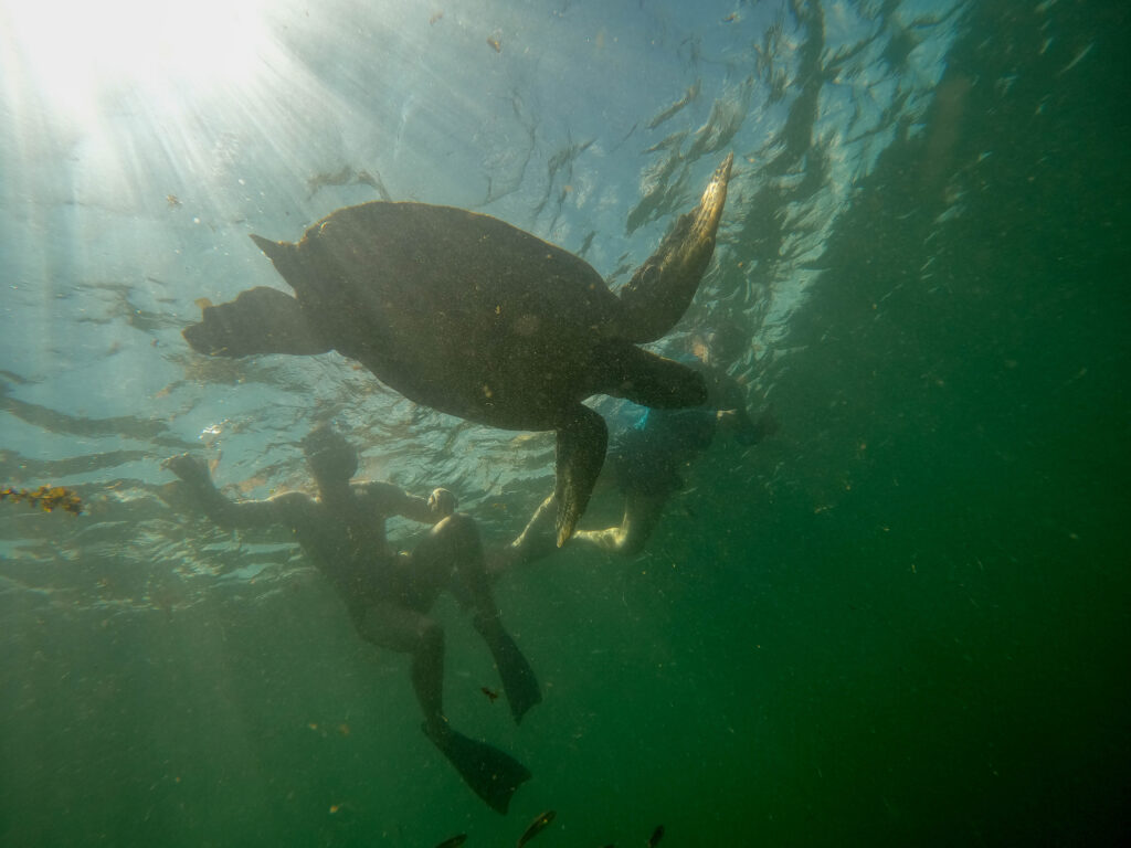 Another photo of my son and I with a sea turtle