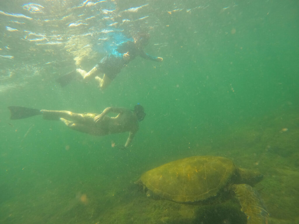 My son and I swim with another sea turtle