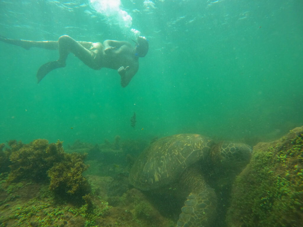 My son swims above a large sea turtle