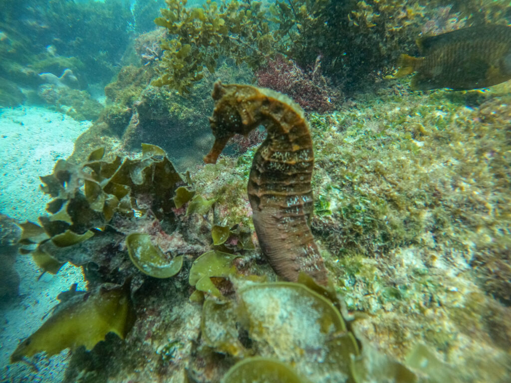 Large sea horse