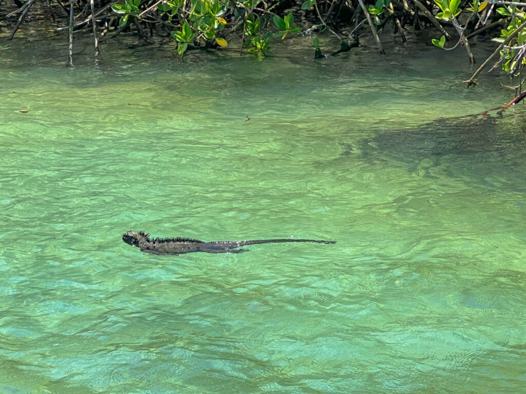 A marine iguana showing off its swimming skills