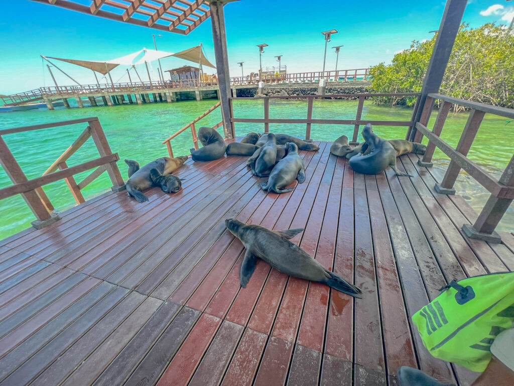 Sea lions relaxing on the dock with us while we wait for the water taxi