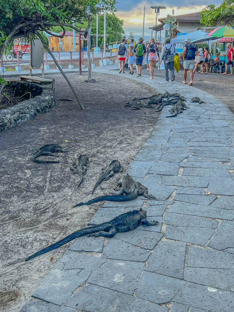 Dodging marine iguanas as we walk