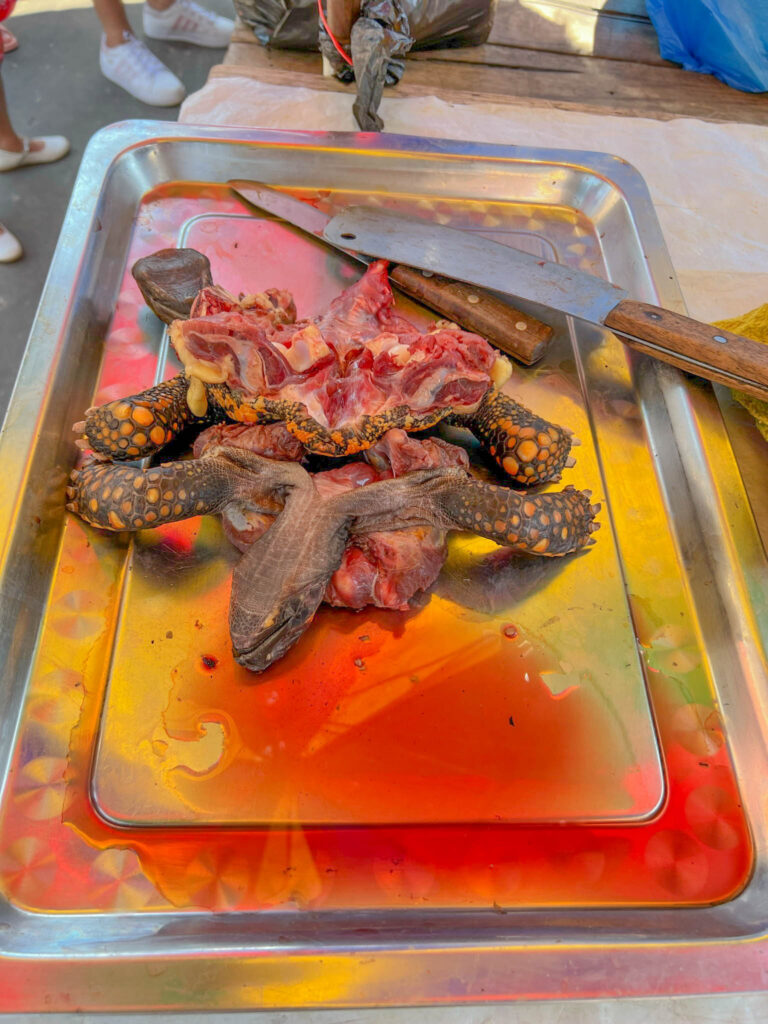 Turtle meat