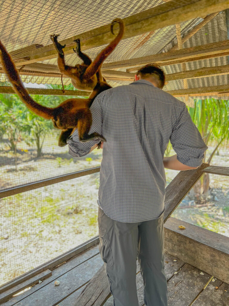 Immediately accosted by aggressive monkeys who grab the fruit out of your hands.  You don't feed them as much as they take it from you.  It was hilarious. 