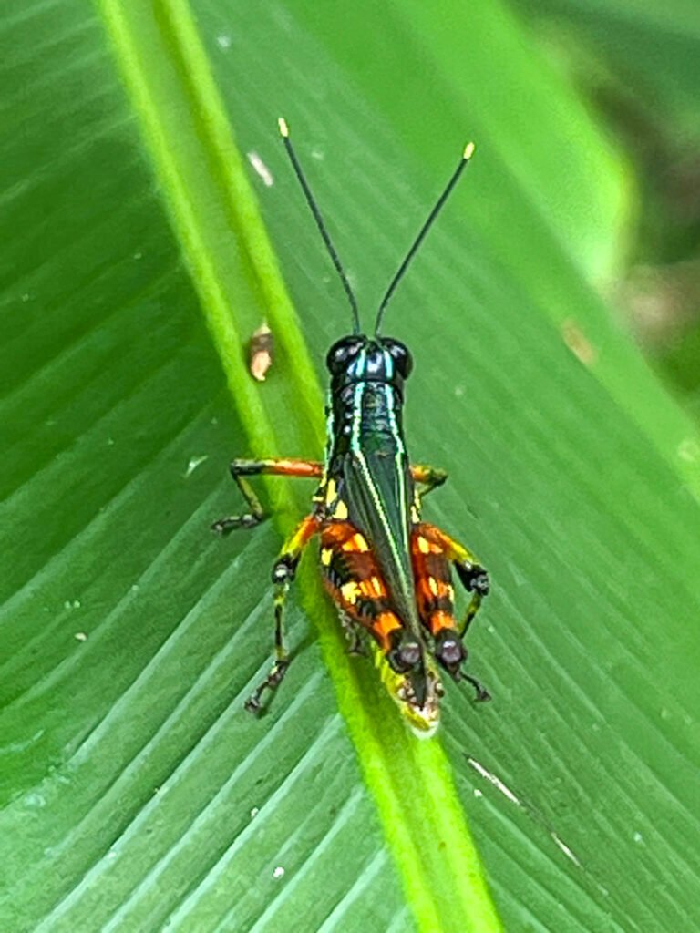 A colorful Spur-throat toothpick Grasshopper (Tetrataenia surinama)
