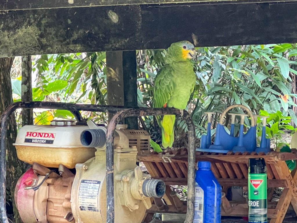 Orange-winged parrot checking us out from a storage area at the Lodge
