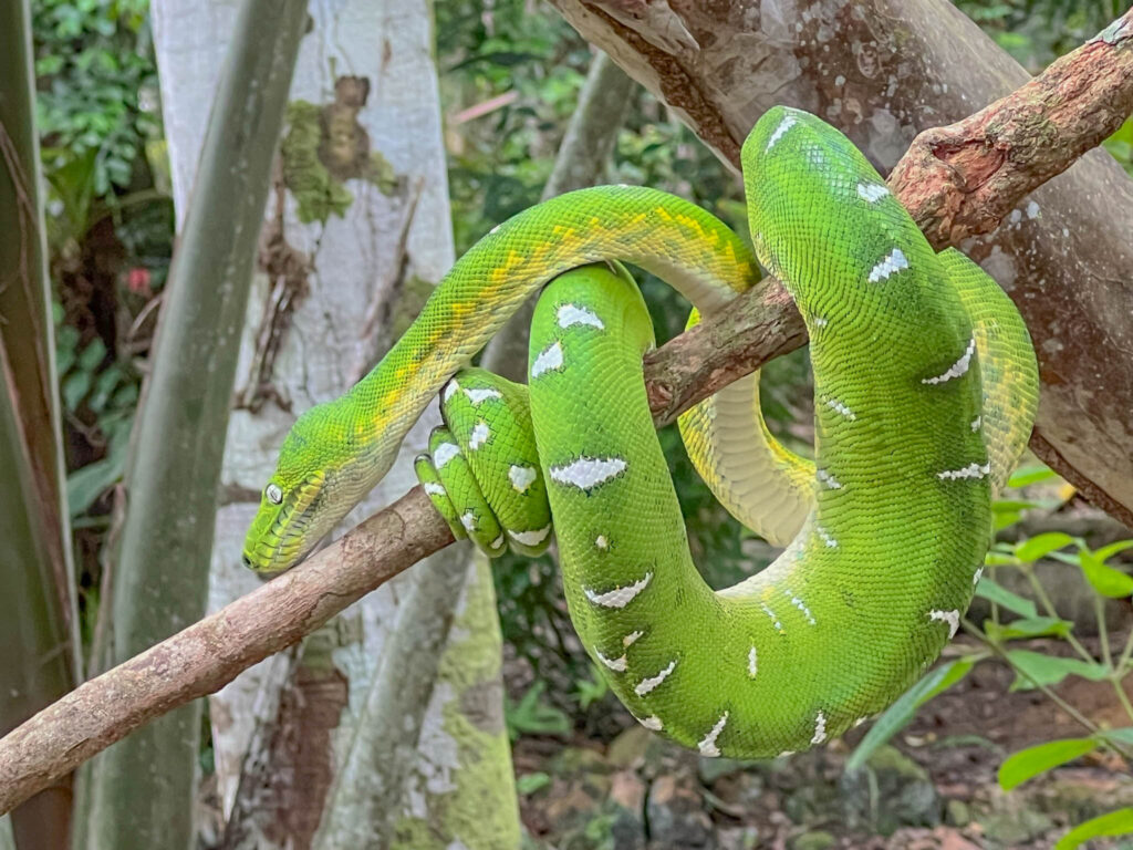 Amazon Basin emerald tree boa (aka Bates's Tree Boa)