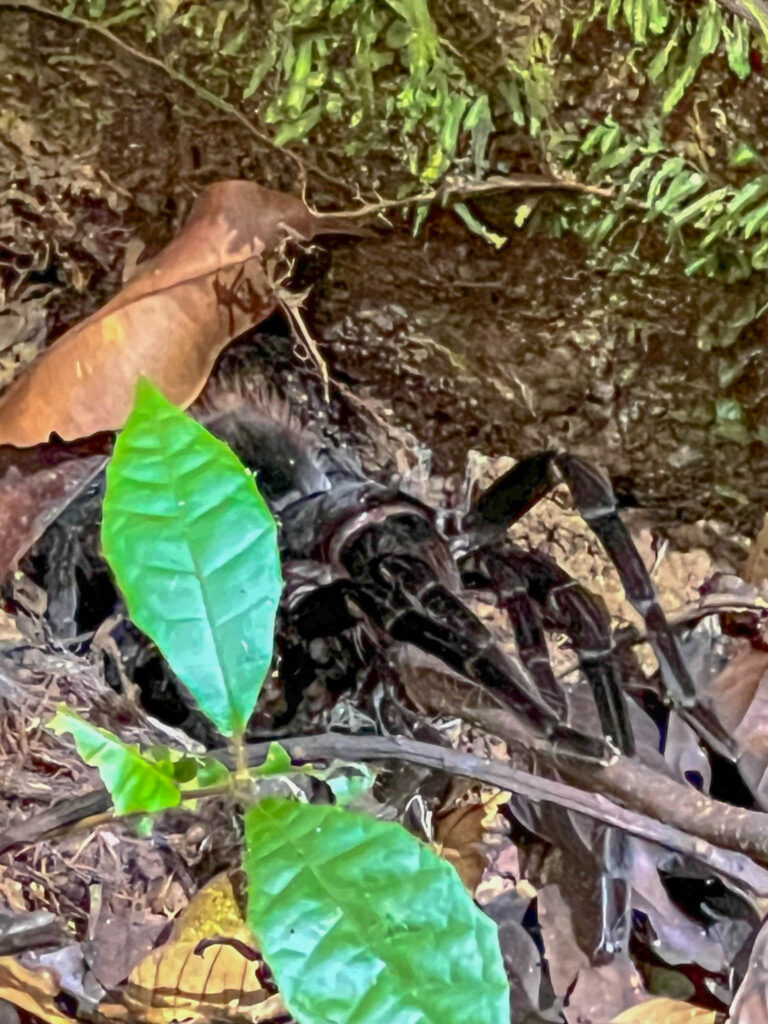 Goliath birdeater - the largest spider in the world