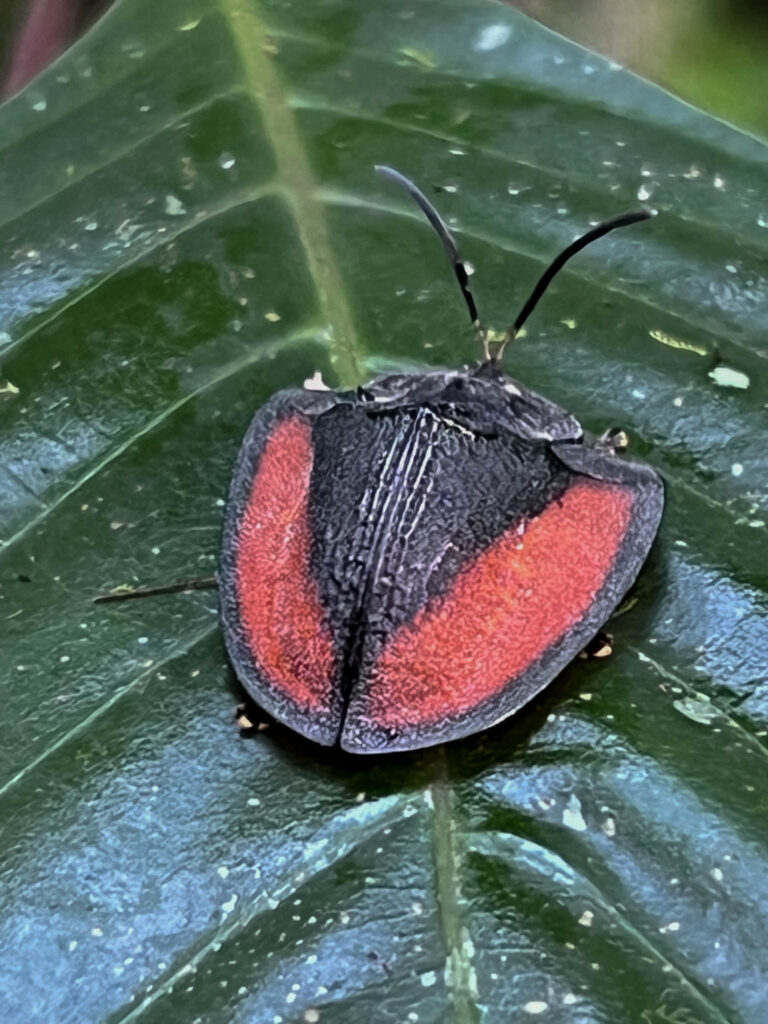 Tortoise beetle (Dorynota electa)