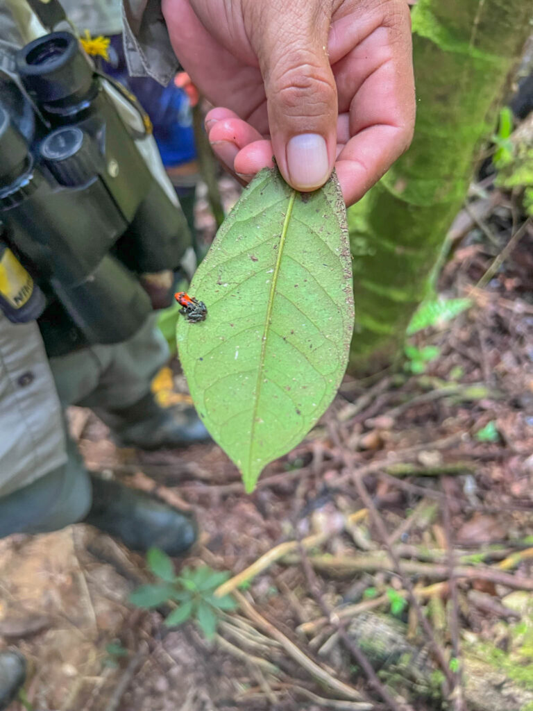 Other species are very small, but their colors help you spot them, such as this Poison dart frog