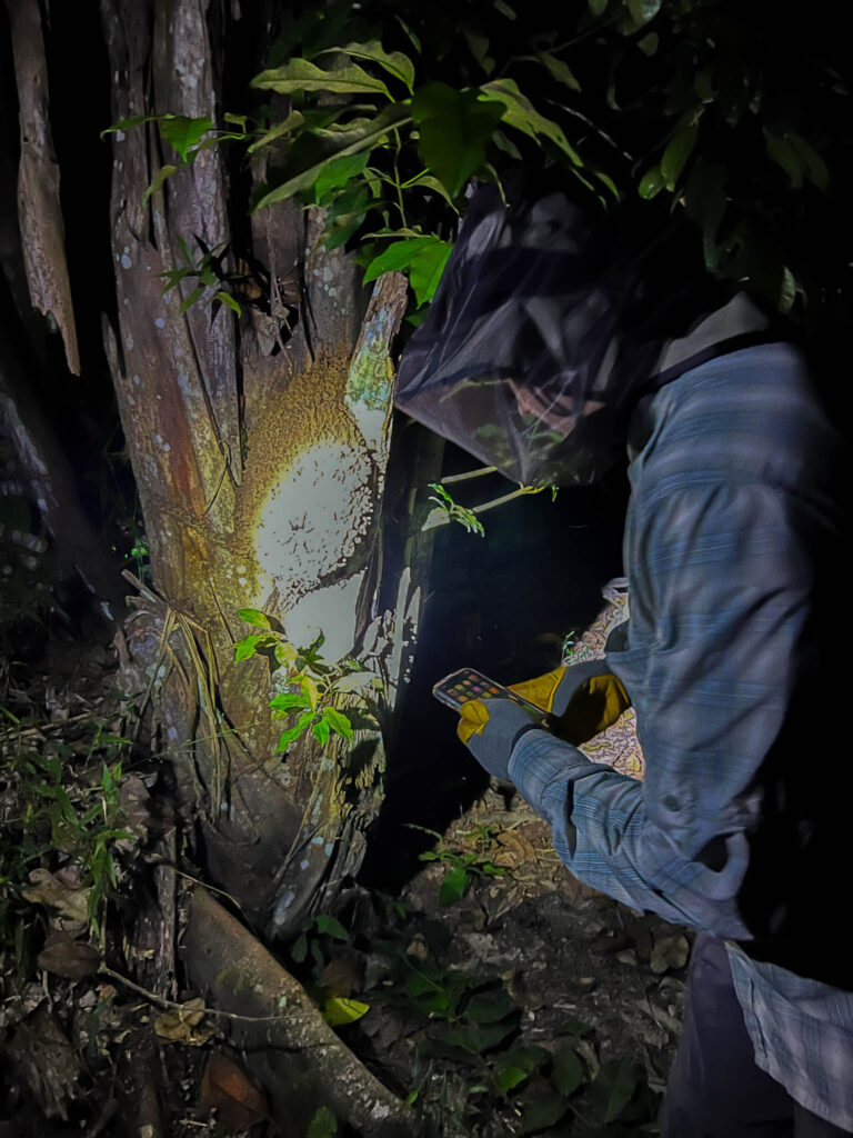 We thought tarantulas are slow ... this pink-toed tarantula proves us wrong.  The spiders out here are huge and fast.