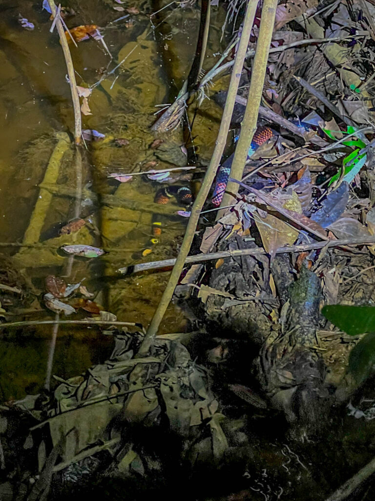 Later, we came across the real deal - a coral snake in the water