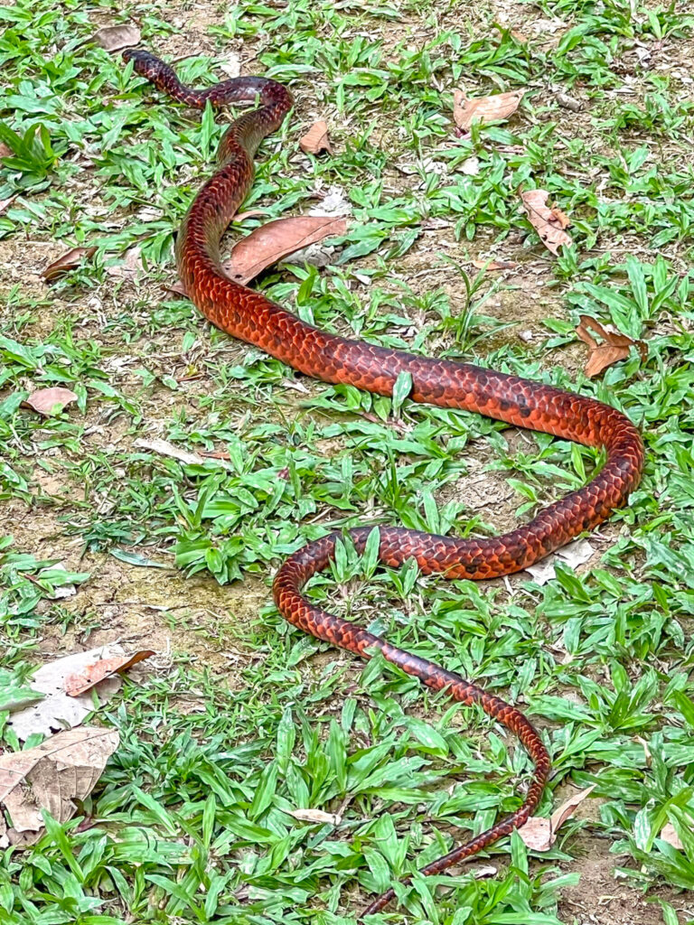 A closer look at the Amazon scarlet snake