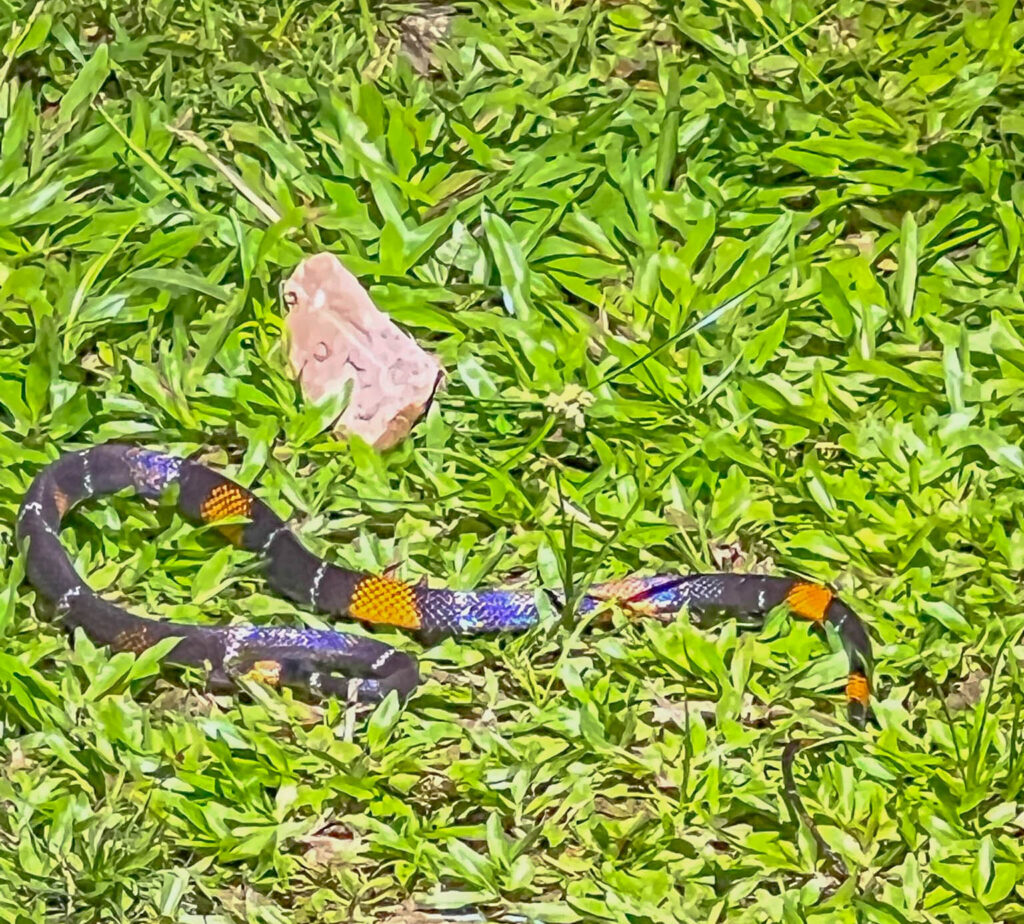 Black-headed calico snake (lit up by a strong headlamp at night)