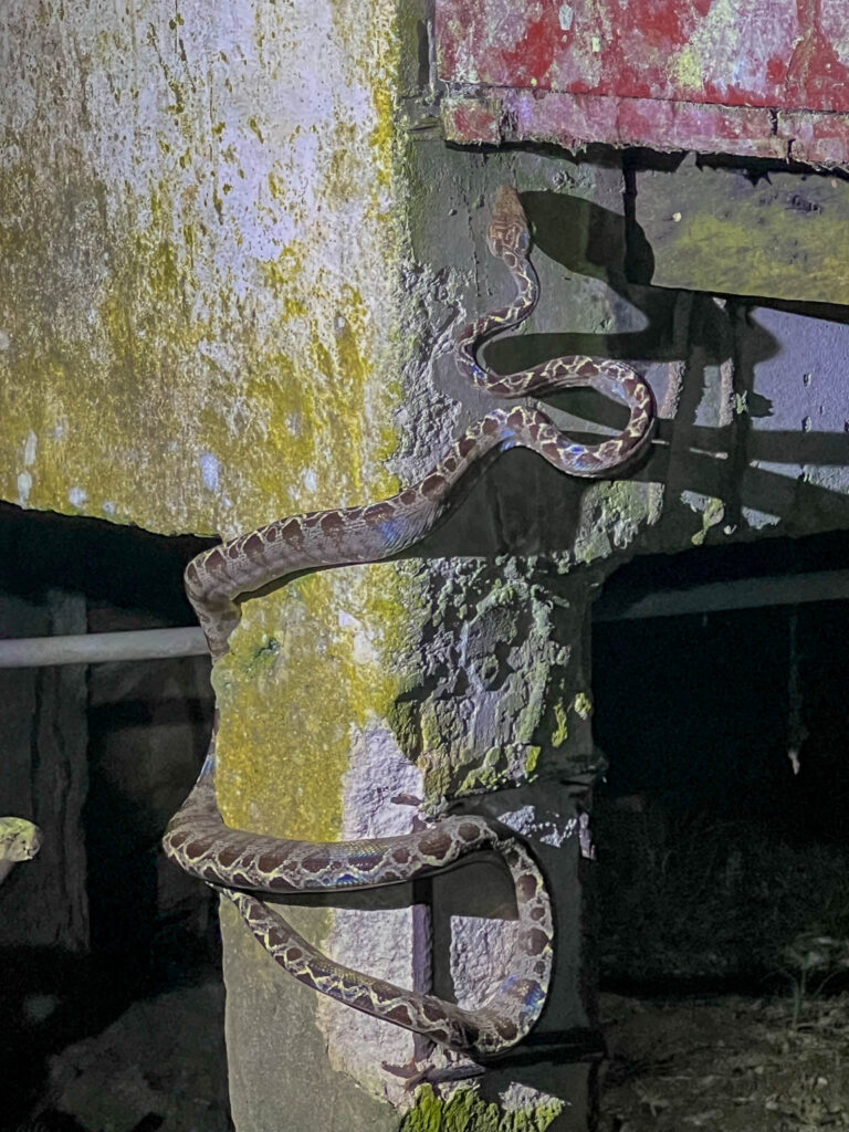 Amazon tree boa climbing up a structure near the Lodge.  