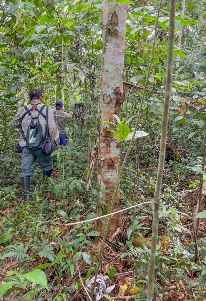 Bushwhacking through the jungle