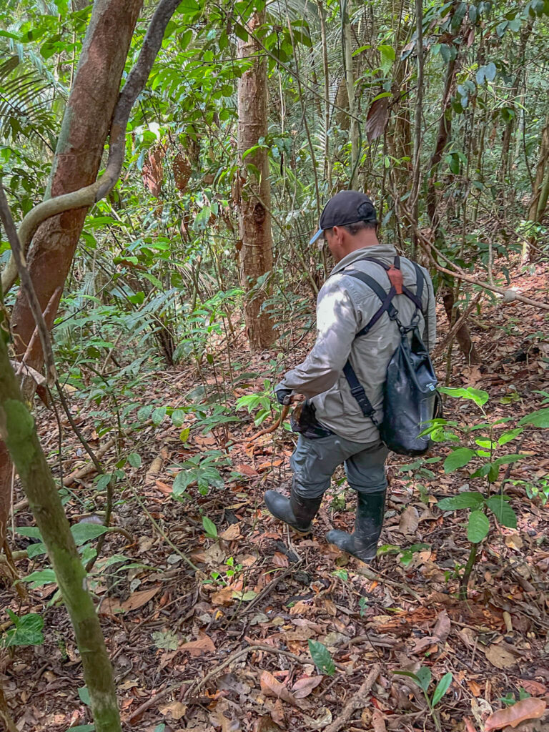 Treading carefully with a stick in venomous snake habitat