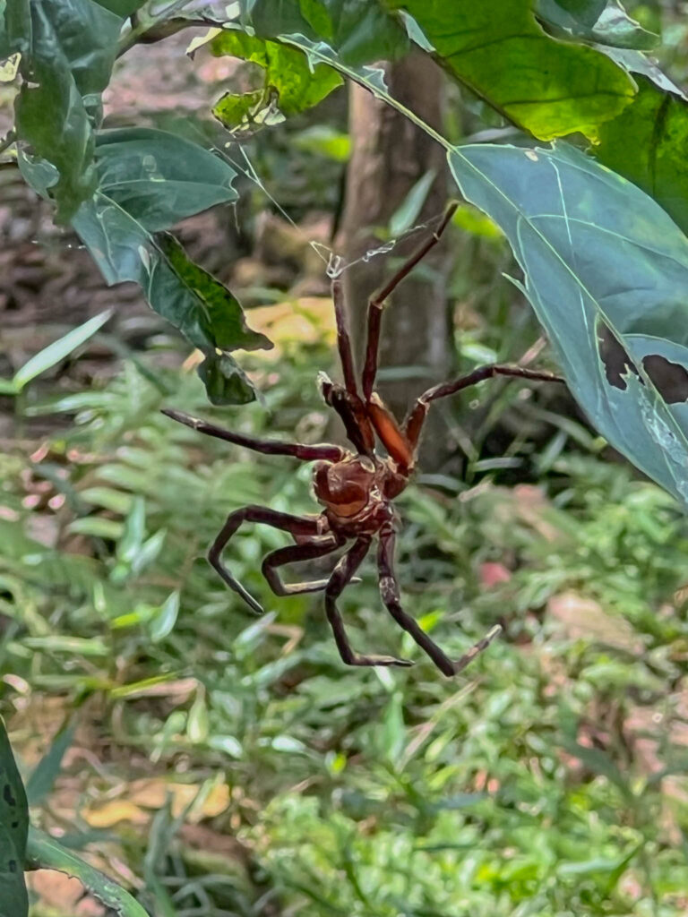 Spider exoskeleton after a molt dangles from a plant at the Lodge.  Gulp. 